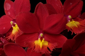 Epidendrum Pacific Caldera Red Cape AM/AOS 83 pts.